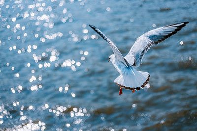 ��������(�й���)�ٷ���վ