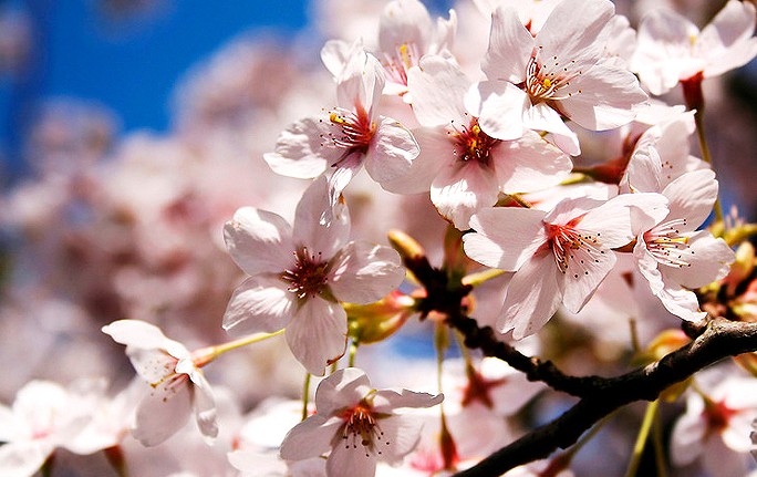 ��������(�й���)�ٷ���վ